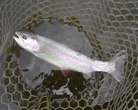 大安トラウトレイク釣果